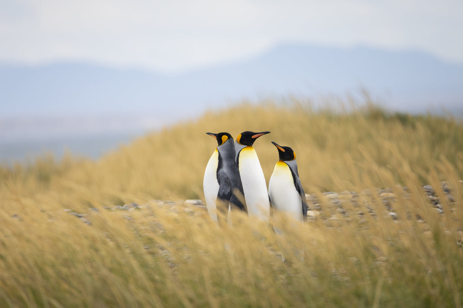 Wildlife
