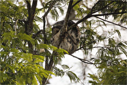 Main image sloth2