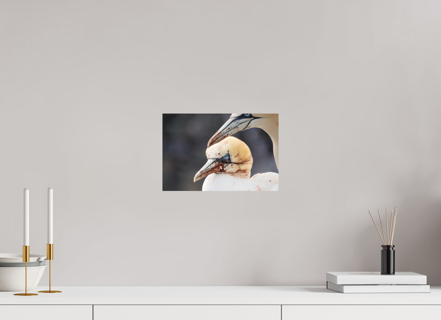 30 x 20 cm, Textured Matte Fighting gannets