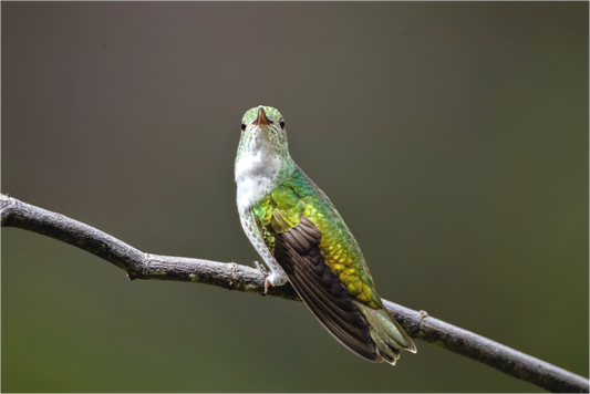 Main image hummingbird 4