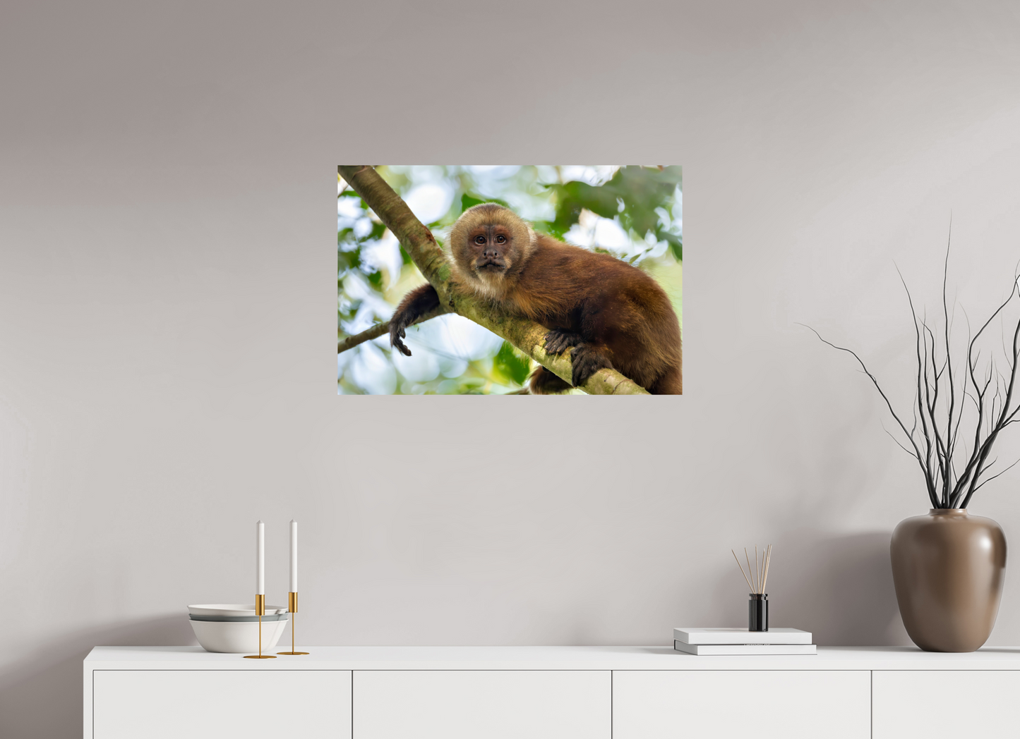 75 x 50 cm, Smooth Glossy Capuchin Monkey2