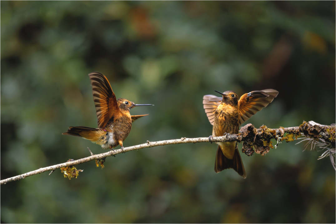 Main image hummingbird9