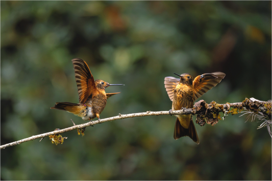 Main image hummingbird9