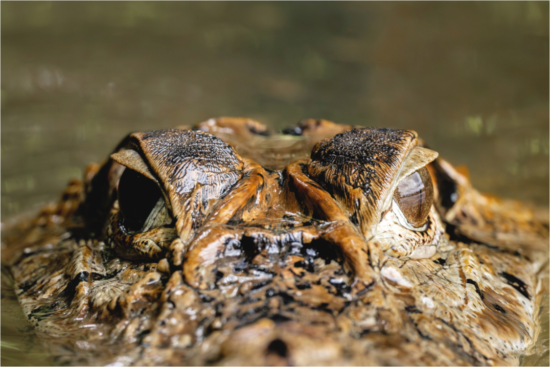 Main image Caiman