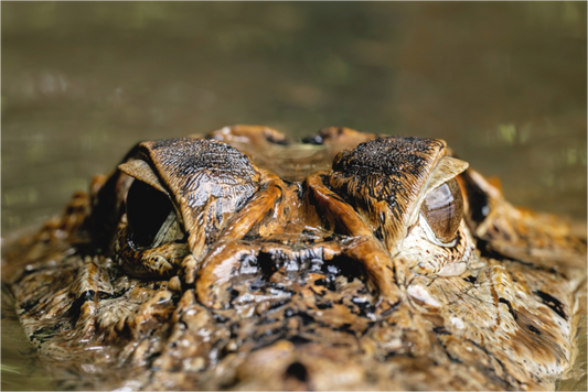 Main image Caiman