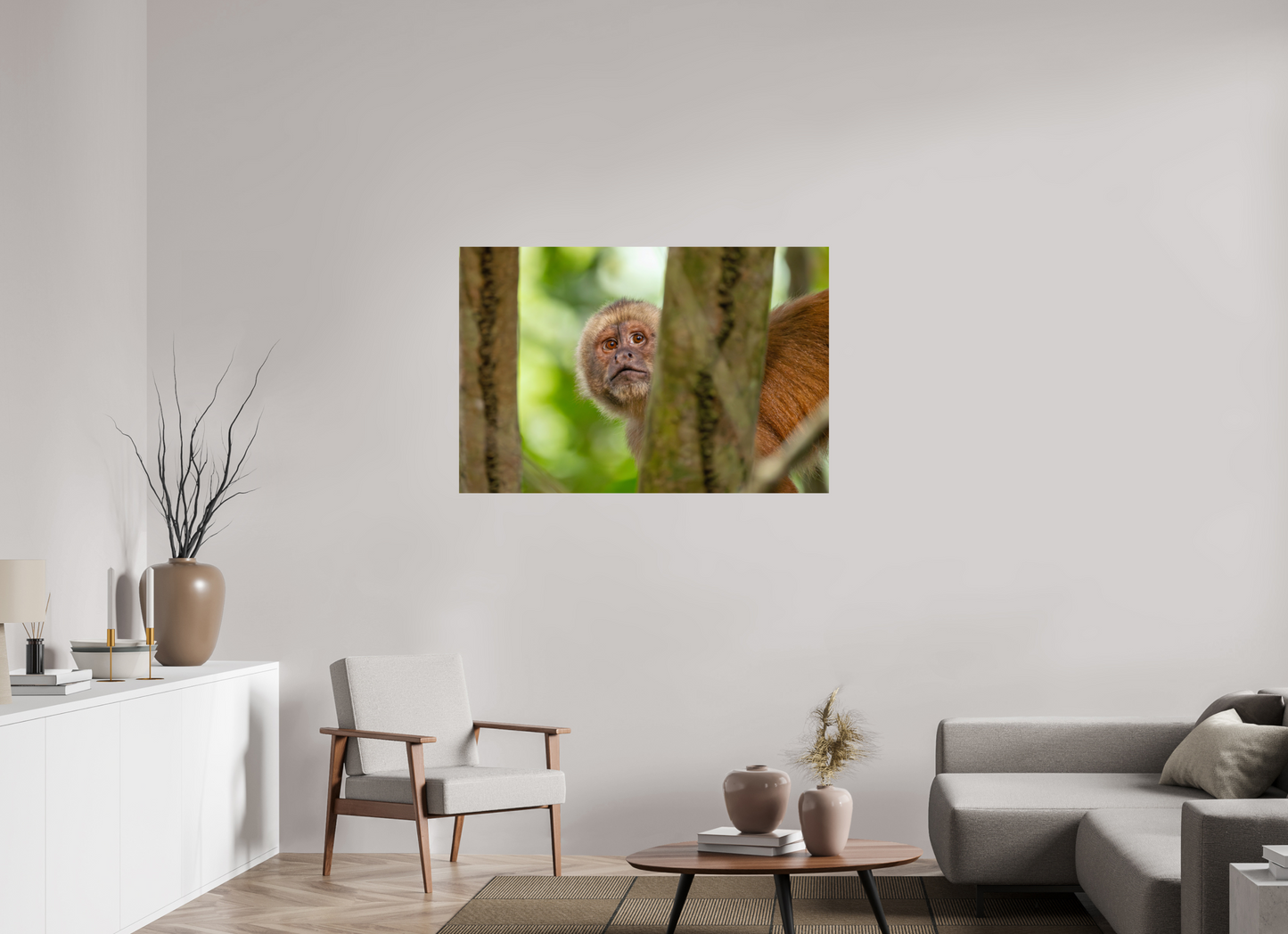 120 x 80 cm, Smooth Glossy Capuchin Monkey