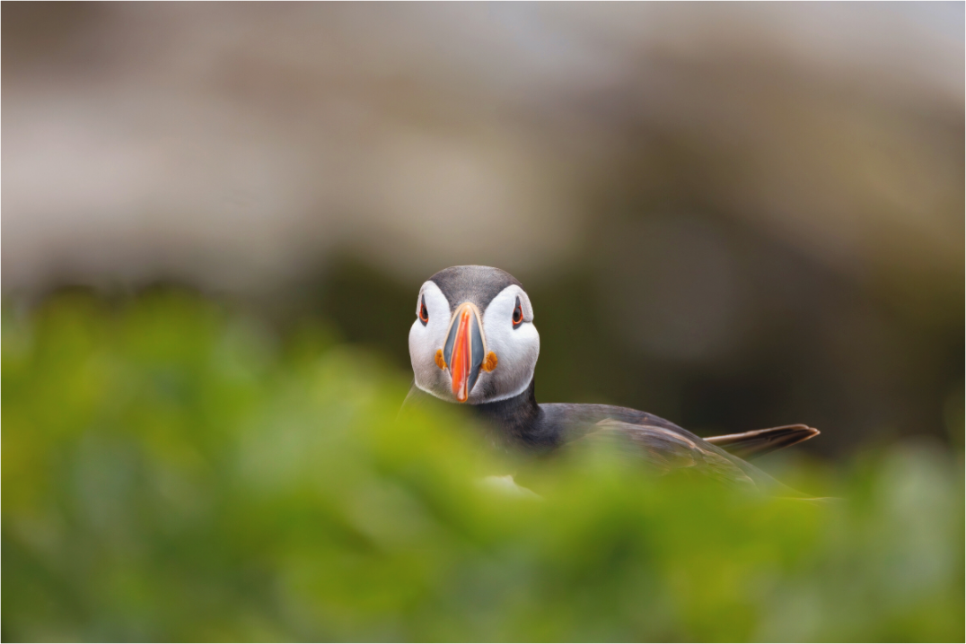 Main image puffin6