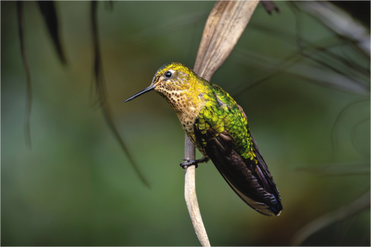 Main image hummingbird 3