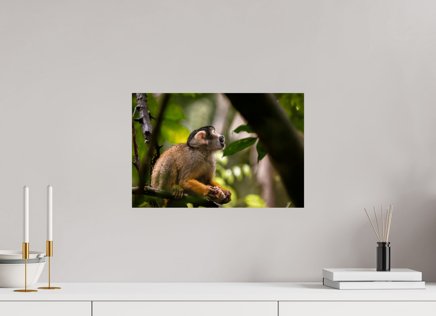 45 x 30 cm, Smooth Glossy Squirrel Monkey