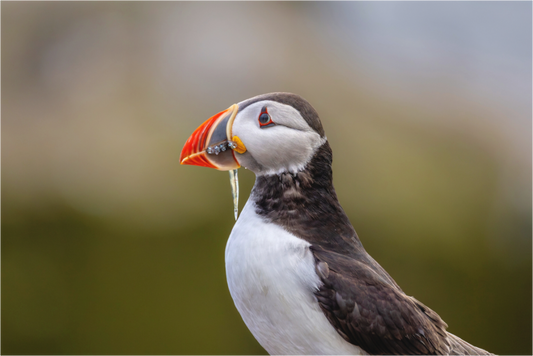 Main image puffin8