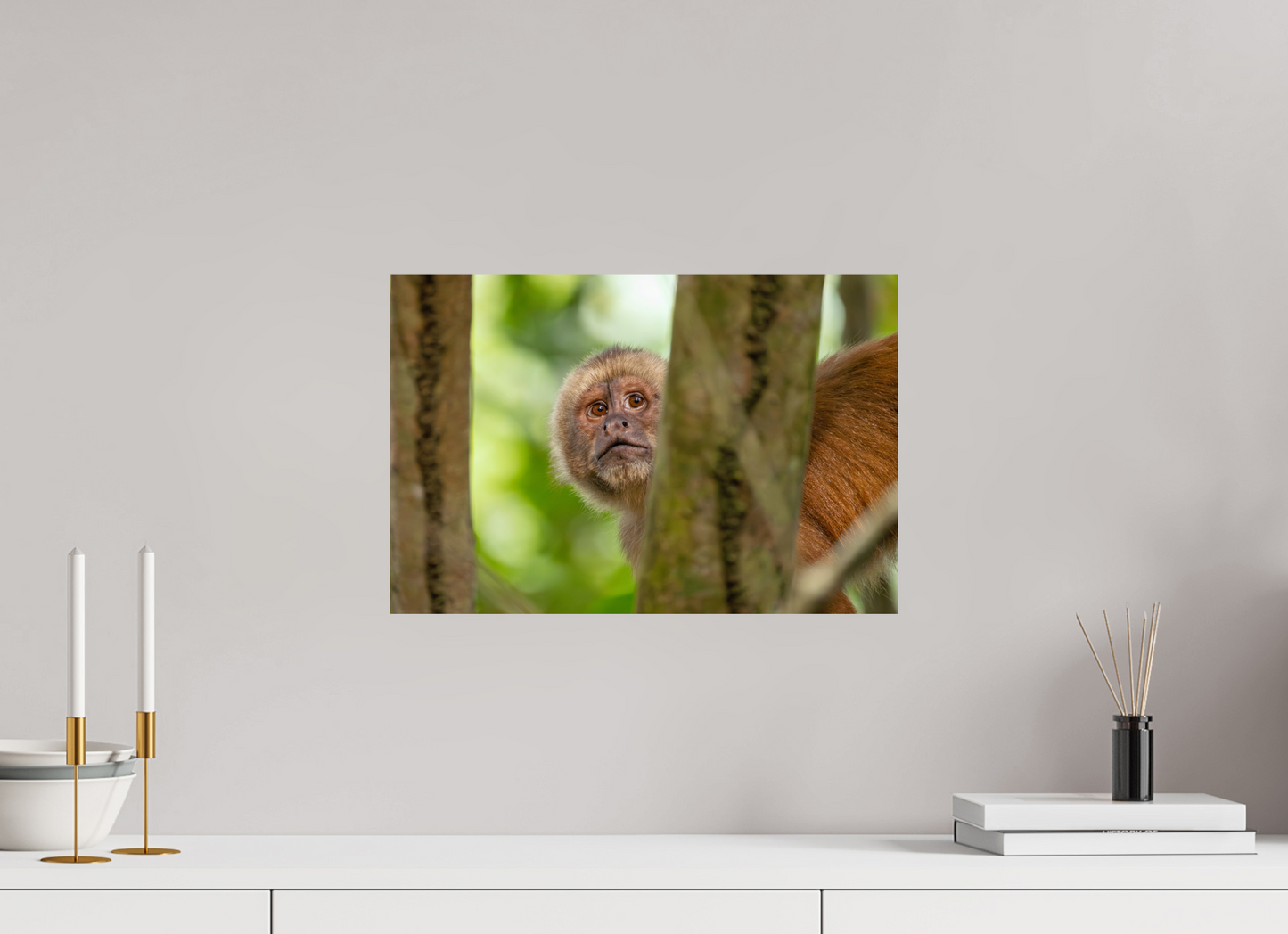 45 x 30 cm, Smooth Glossy Capuchin Monkey