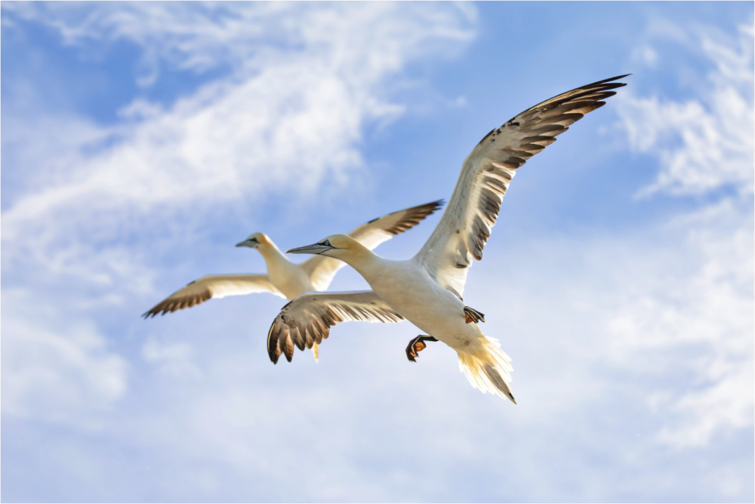 Main image Soaring Seabirds