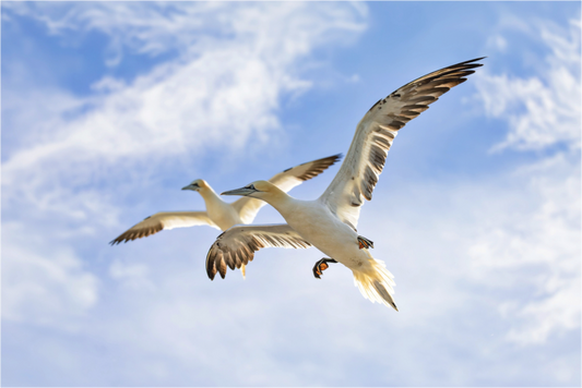 Main image Soaring Seabirds