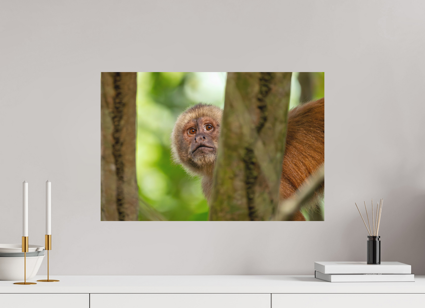 60 x 40 cm, Textured Matte Capuchin Monkey