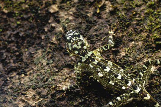 Main image Camoflage 2