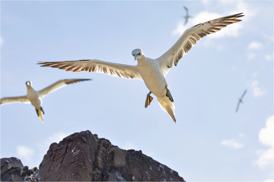 Main image Gannets2