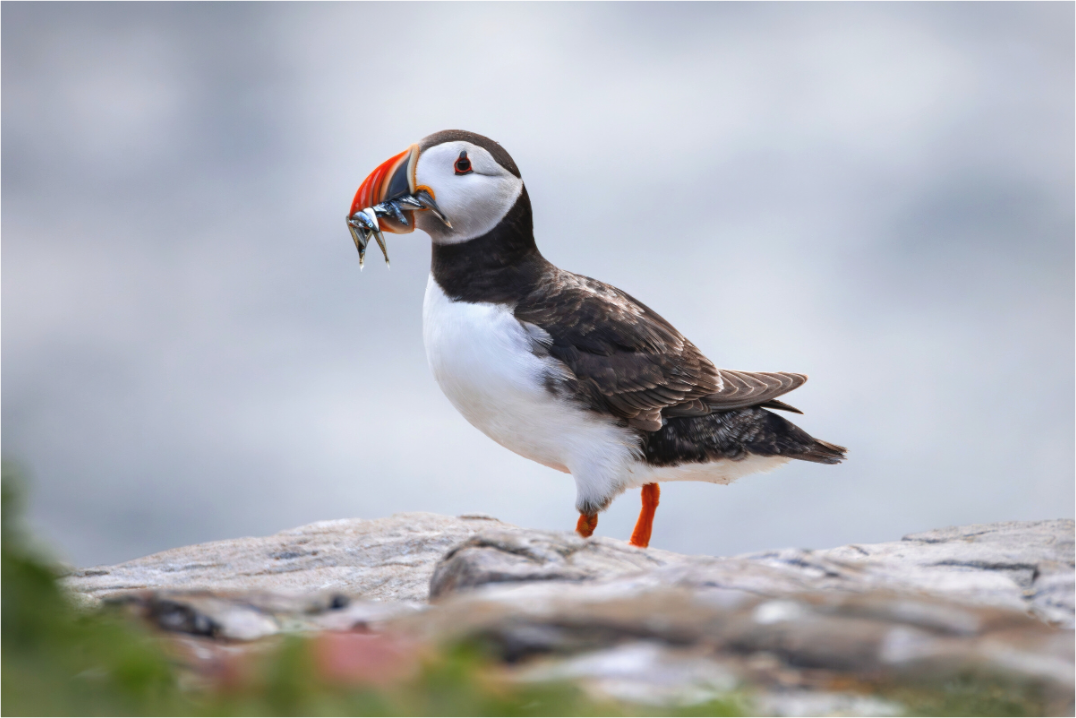Main image puffin7