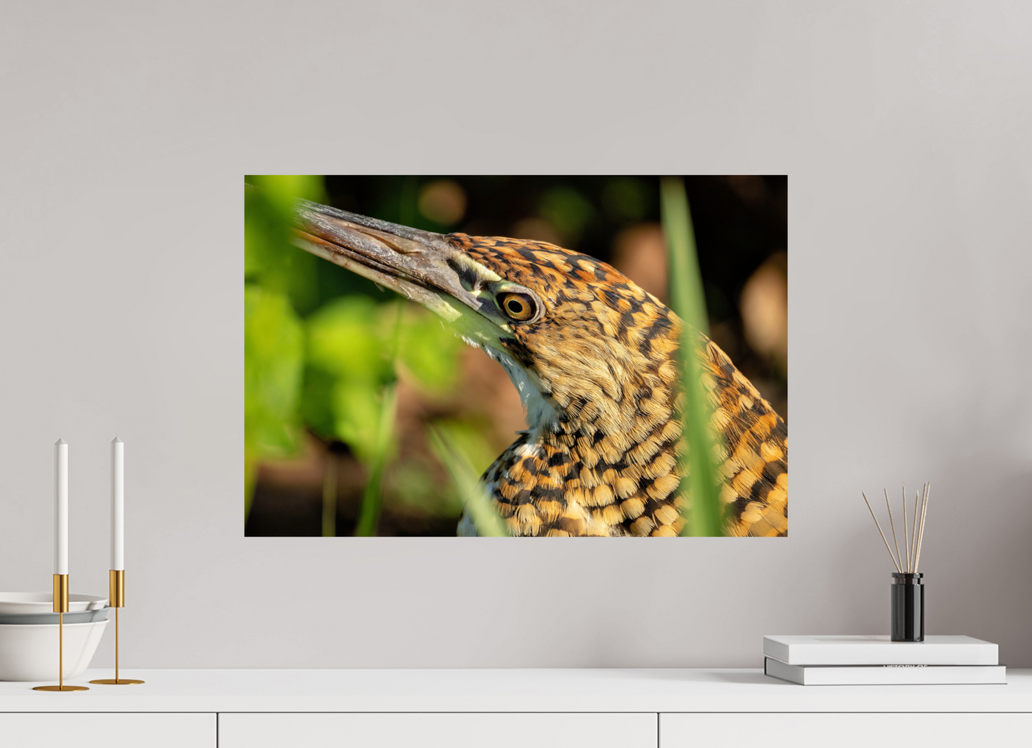 60 x 40 cm, Smooth Glossy tiger heron hunting 2