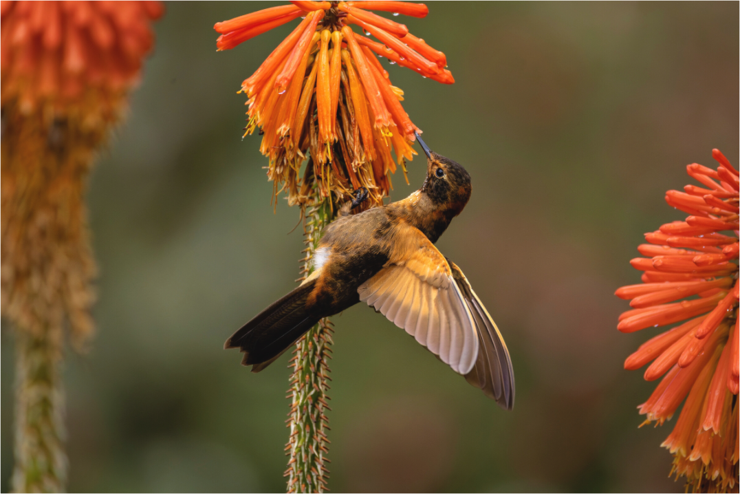 Main image hummingbird11