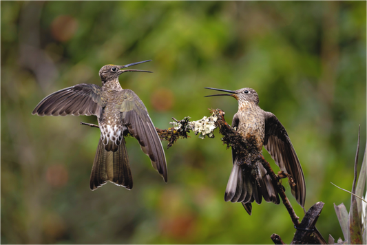 Main image giant hummingbirds