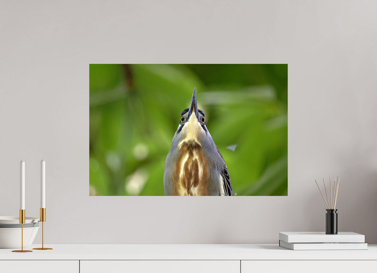 60 x 40 cm, Smooth Glossy young tiger heron
