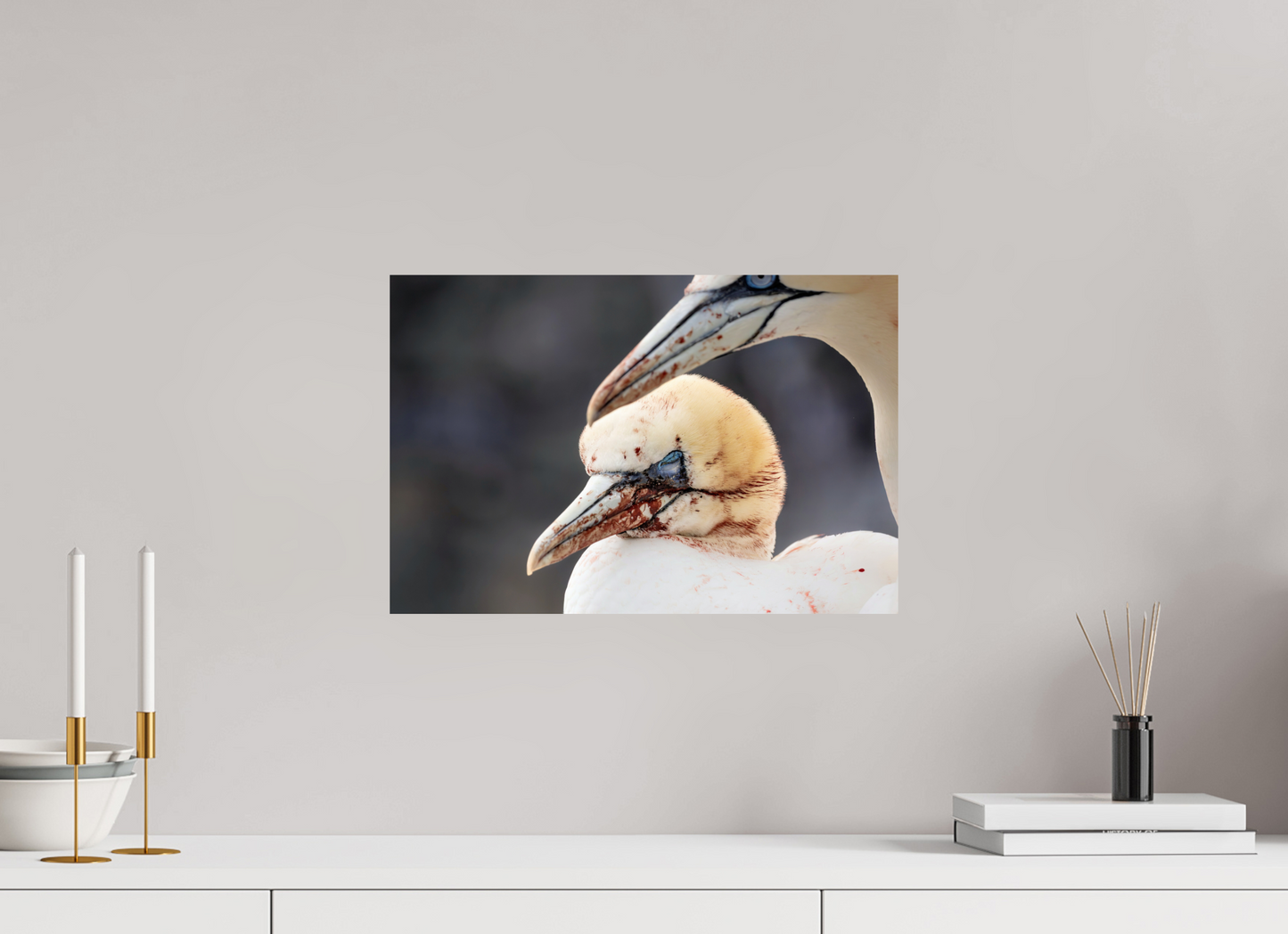 45 x 30 cm, Smooth Glossy Fighting gannets