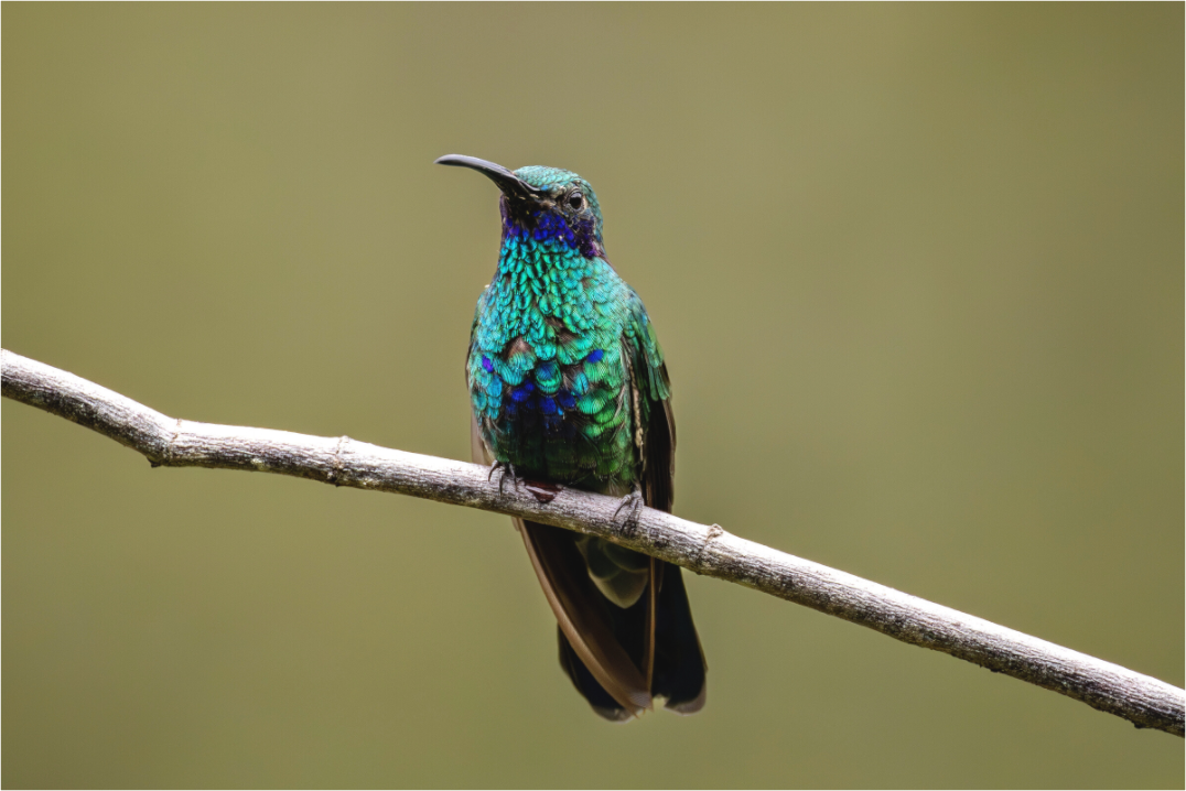 Main image hummingbird13