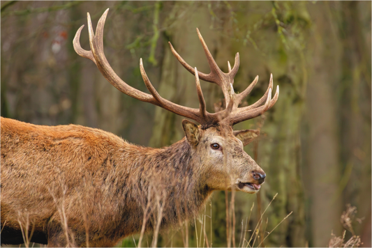 Main image Deer