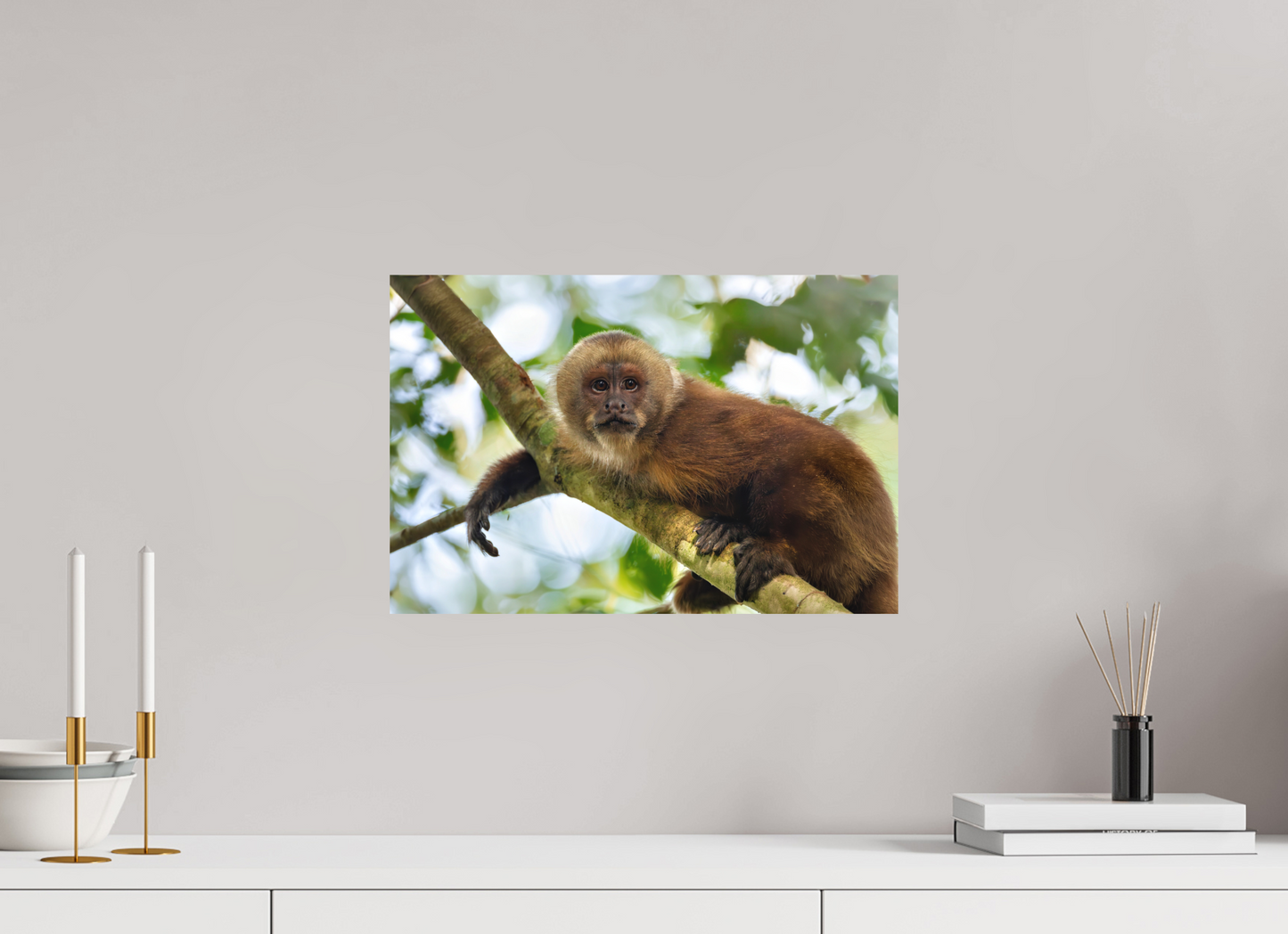 45 x 30 cm, Textured Matte Capuchin Monkey2