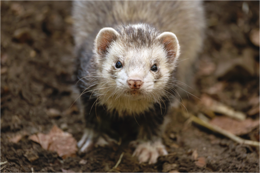 Main image ferret