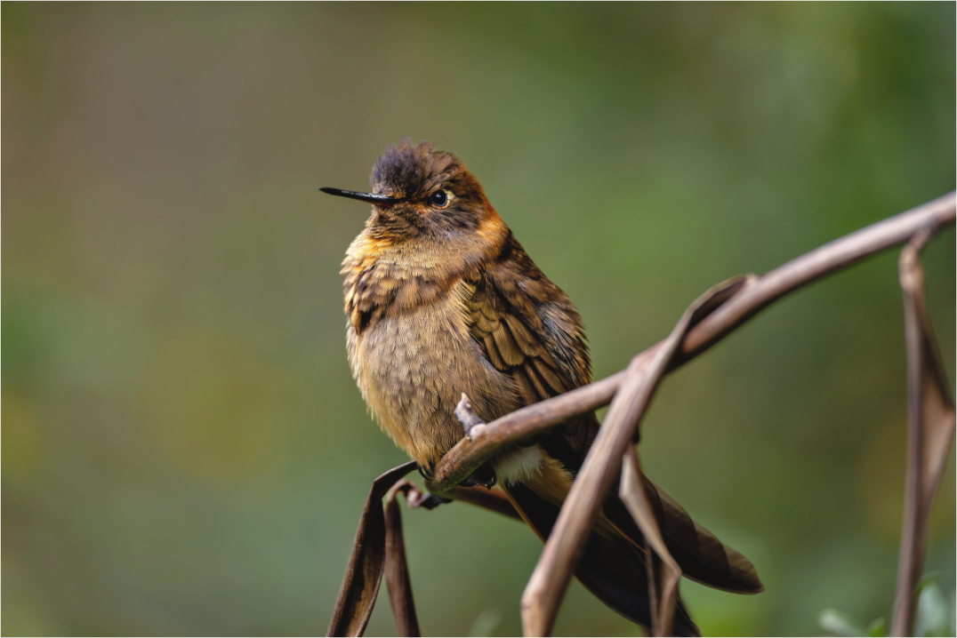 Main image hummingbird10