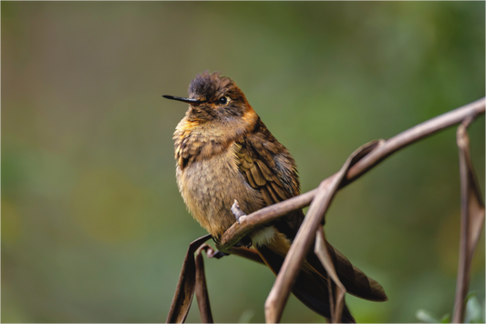 Main image hummingbird10