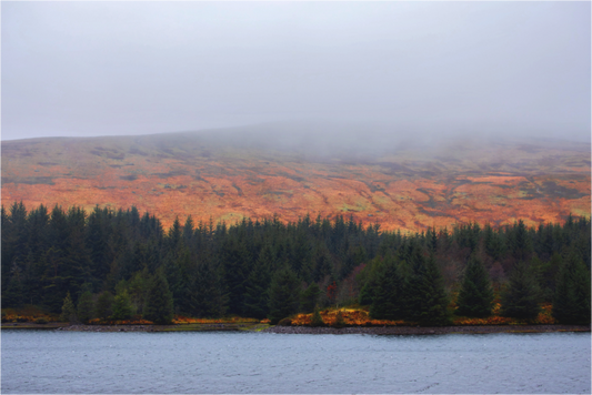 Main image Welsh Forest