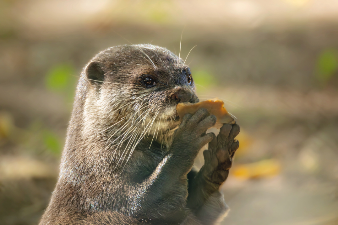 Main image otter with rock