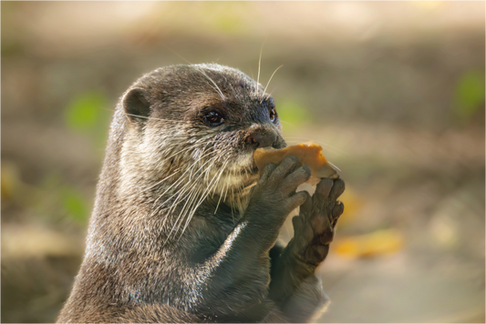 Main image otter with rock