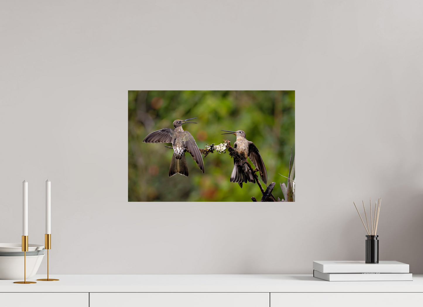 45 x 30 cm, Smooth Glossy giant hummingbirds