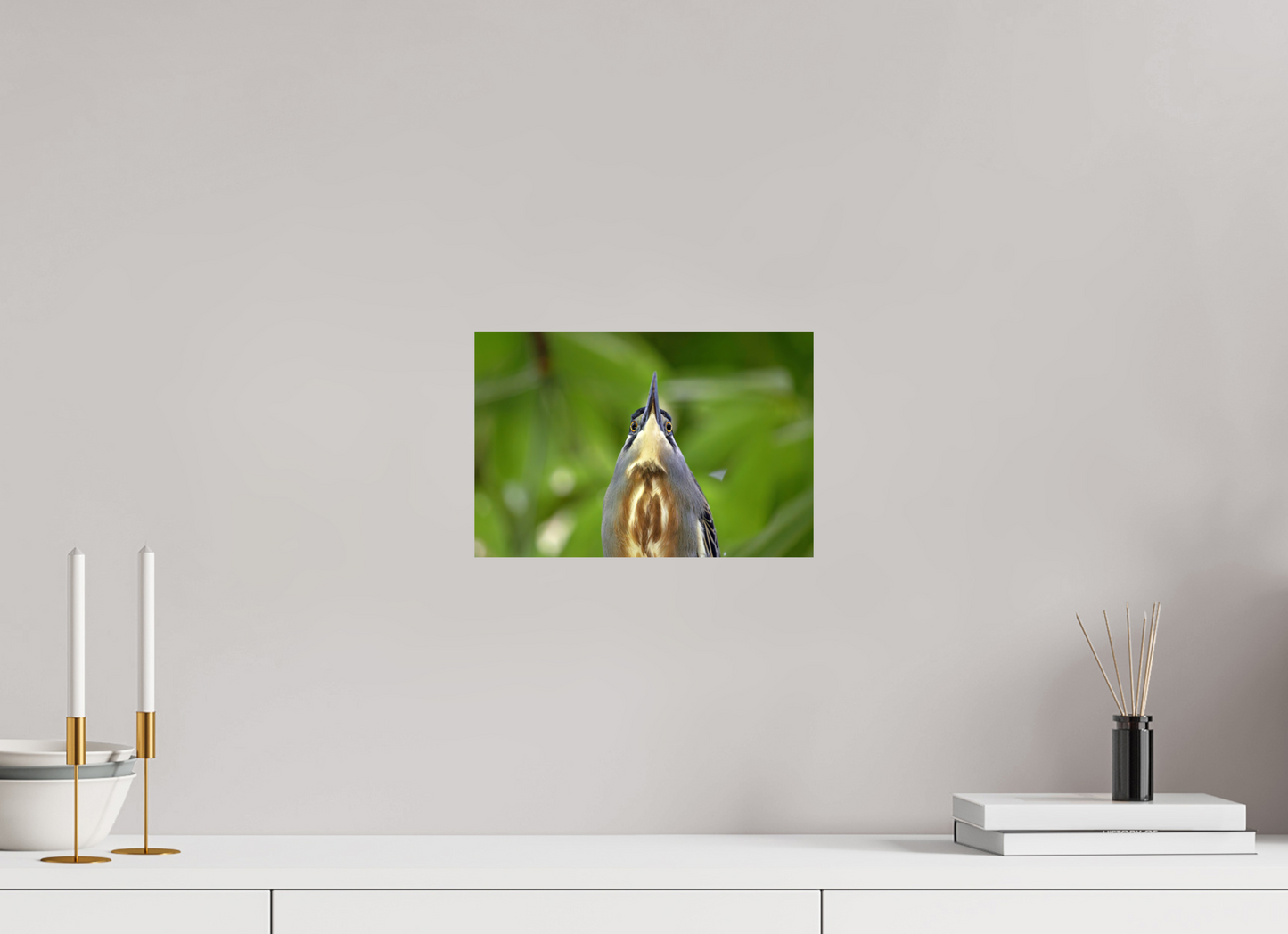 30 x 20 cm, Smooth Glossy young tiger heron