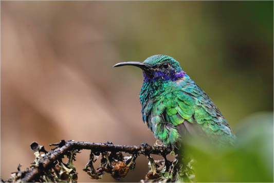 Main image hummingbird8