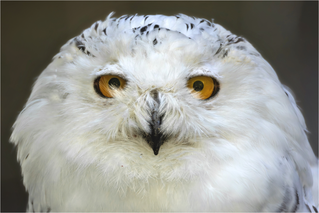 Main image snowy owl