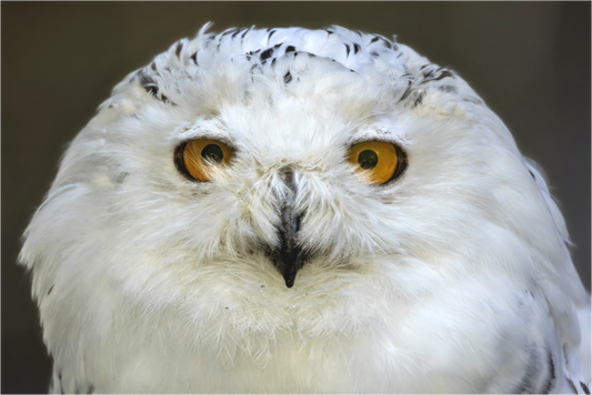 Main image snowy owl