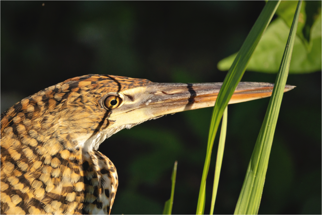 Main image tiger heron hunting