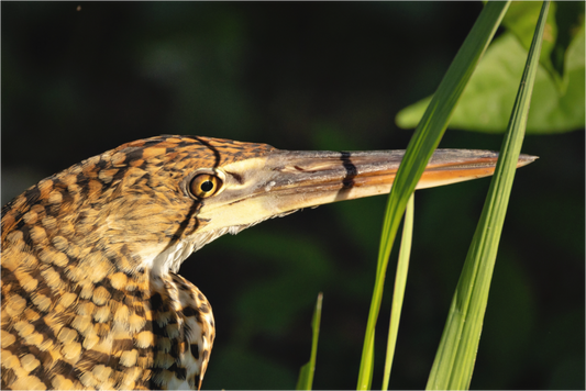 Main image tiger heron hunting