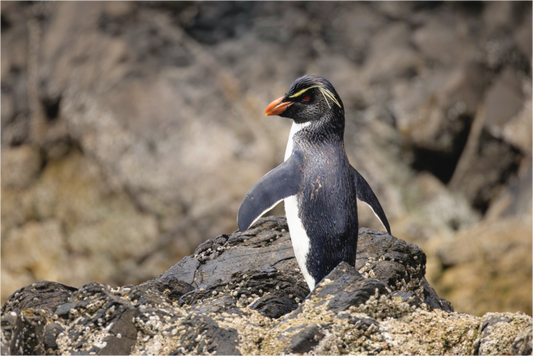 Main image Macaroni penguin
