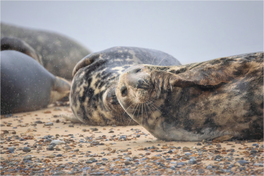 Main image seals in the rain 4