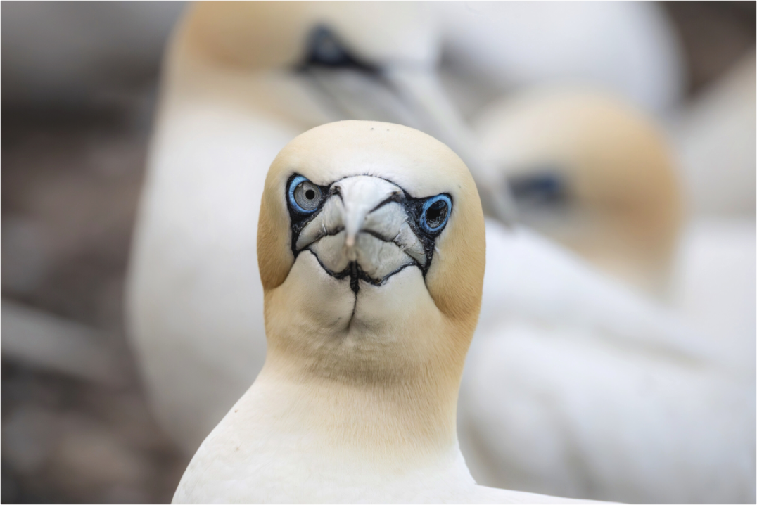 Main image bird flu