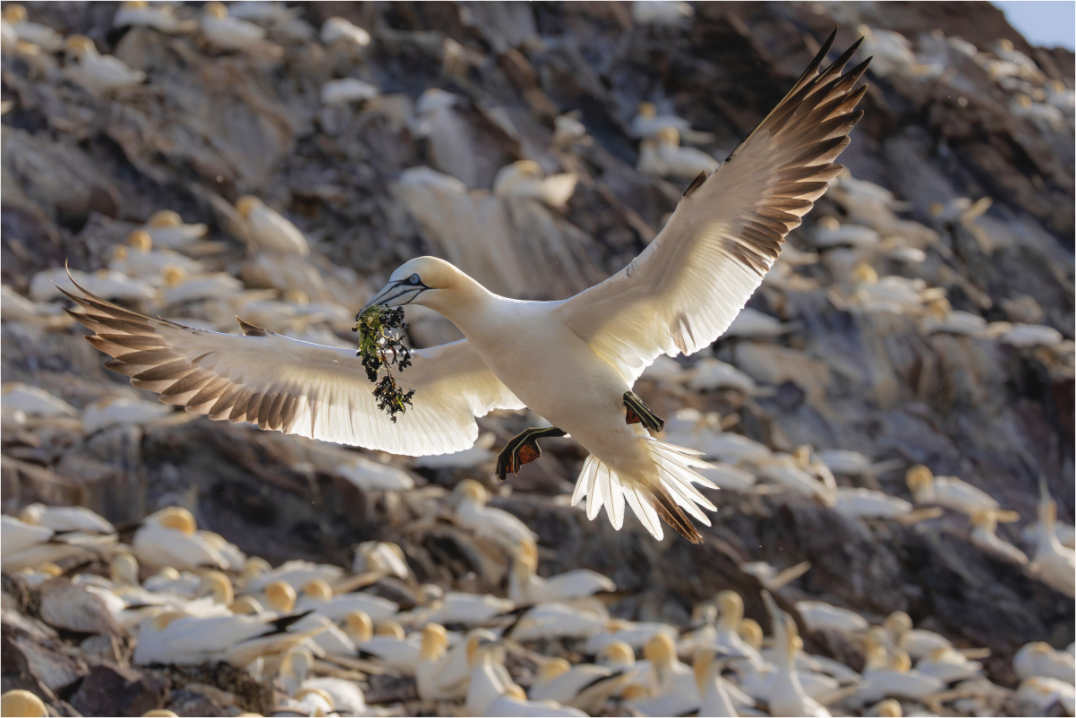Main image Gannet with seaweed
