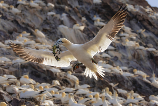 Main image Gannet with seaweed