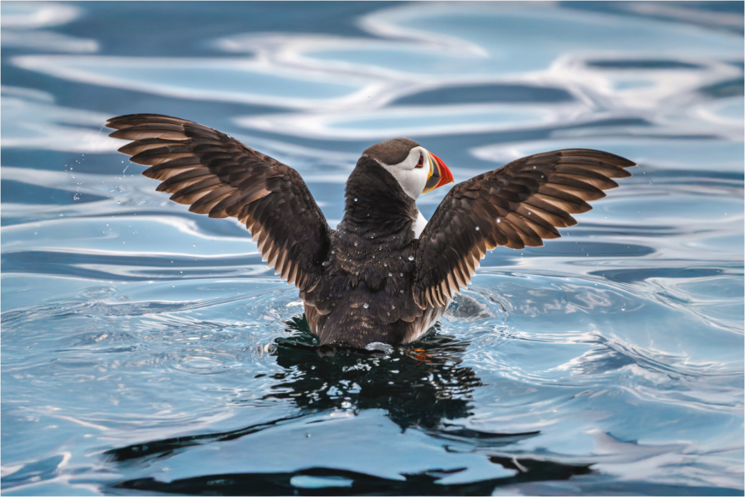 Main image puffin4
