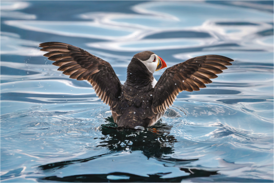 Main image puffin4