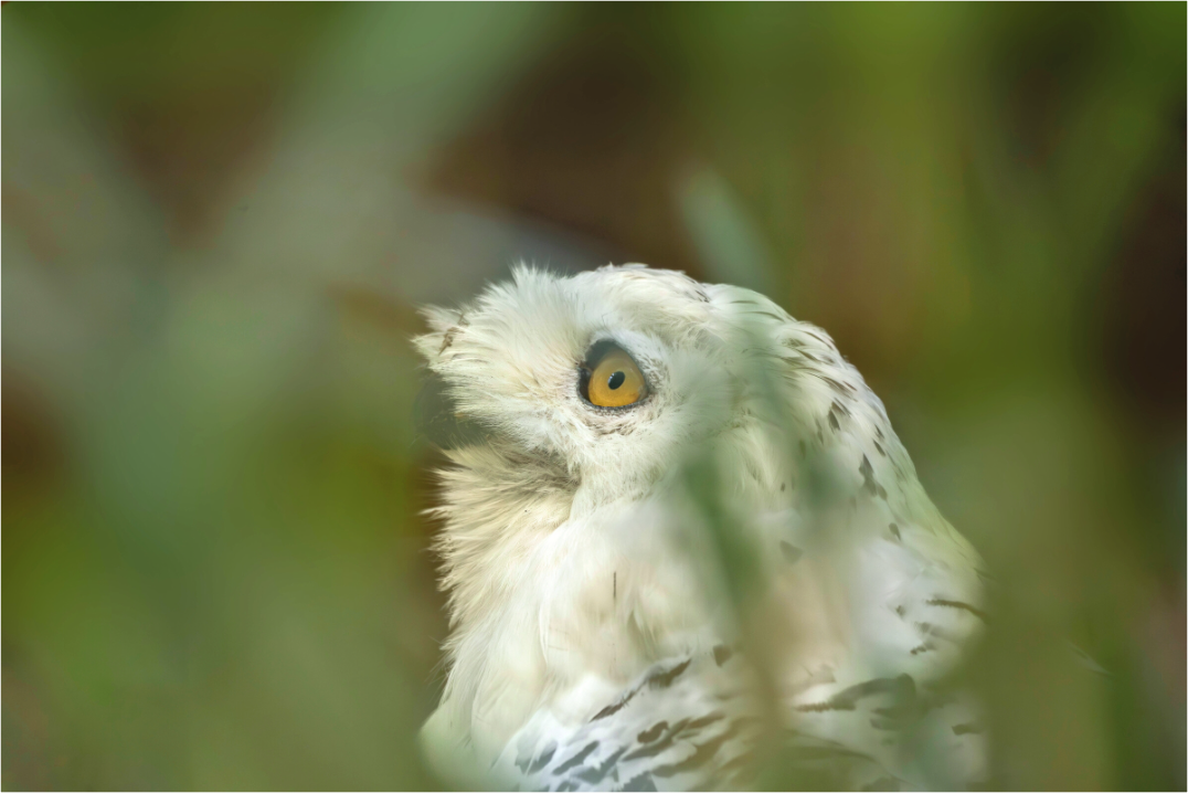 Main image snowy owl